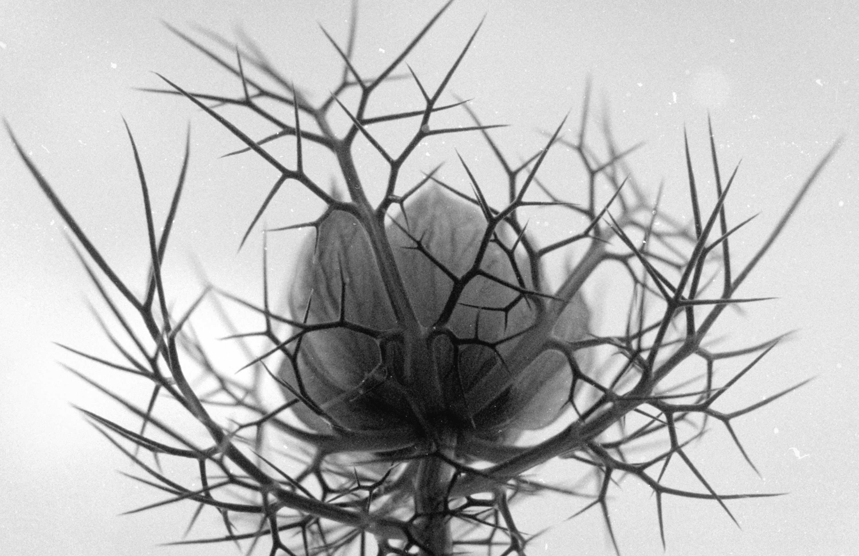 Nigella damascena aufgenommen mit dem Ernst Leitz BEHOO Hilfsgerät
