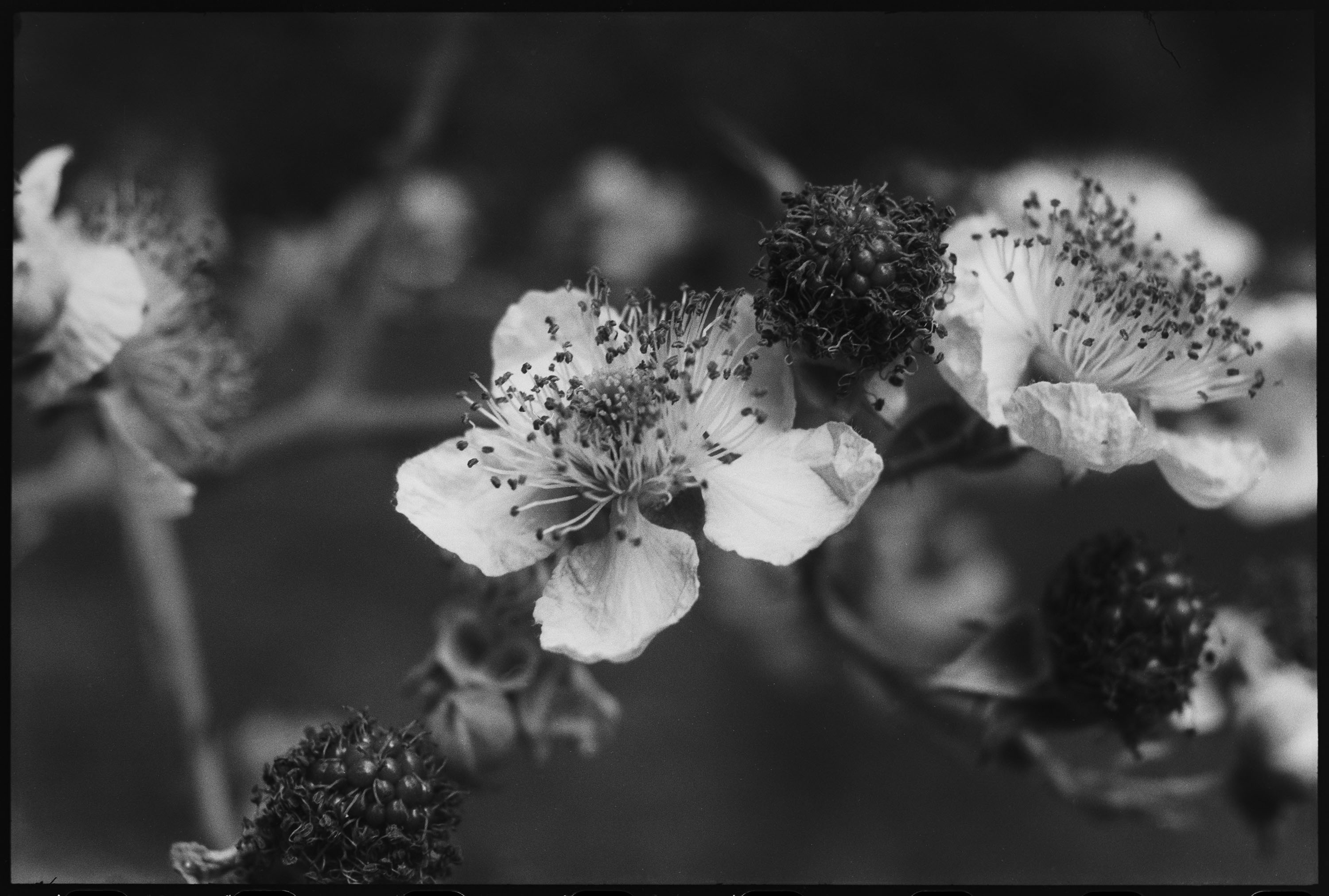 Makroaufnahme einer Brombeerblüte mit dem Elmar 5cm 1:3,5 und Hilfsgerät BEHOO